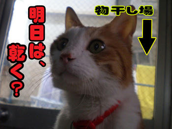 明日は無理かも・・・