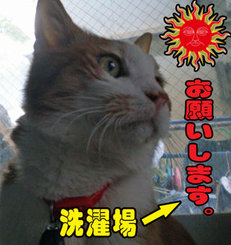 猛暑のおかげ？