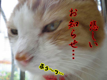 タンタン、怖い顔！