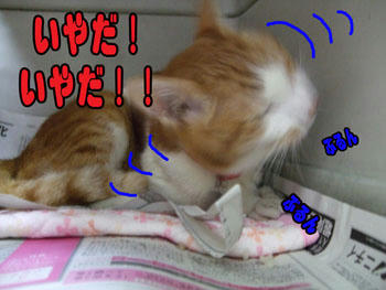 でも、タンタン…