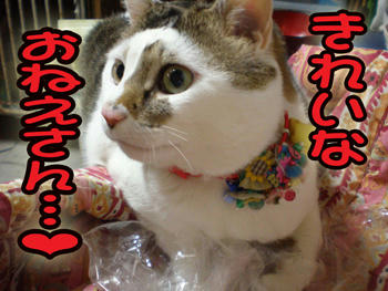 やっぱり・・・┐( -"-)┌ﾔﾚﾔﾚ...