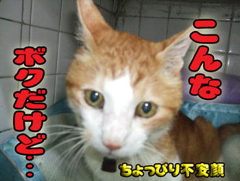 なんでしょう？