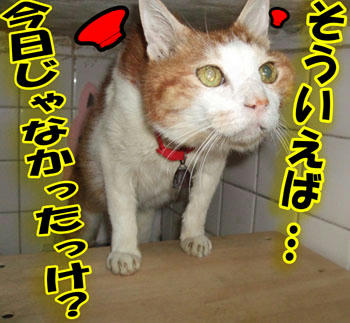 そうです！