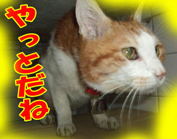 待ってました！