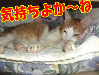 気に入ったかな？