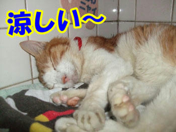 ばくすい～～