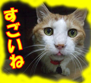 w川・o・川w ｵｫｰｰｰ!!