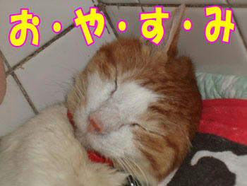 ヾ(*~▼~)おやすみいーっ(~▼~*)ﾉ~''