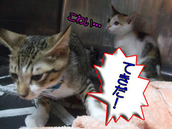 奥に猛ダッシュ！
