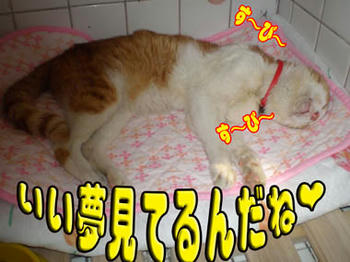 今日はどんな夢？