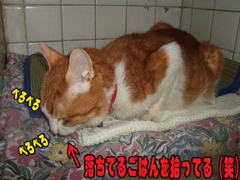 拾ってまで（笑）