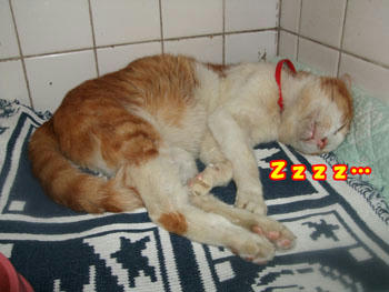 (mｰ_ｰ)m.｡o○ zZZZ 
