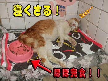いつものカタチ
