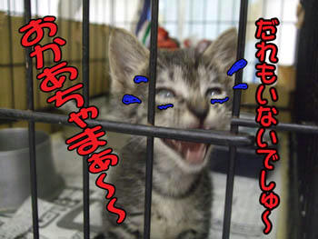 泣くんじゃない!