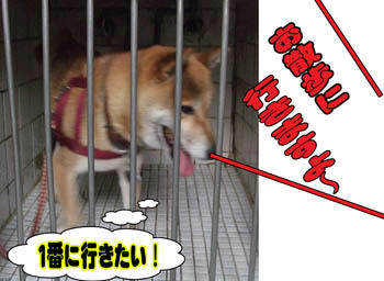 順番です！