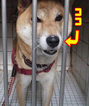 ほら、剥けた！