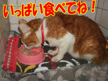 食べまくる!