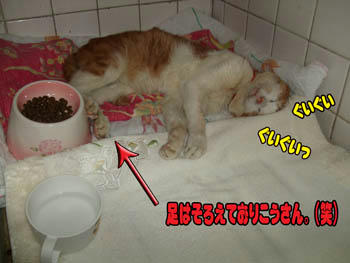 寝像がいいのか、悪いのか…