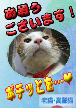 キリッ型