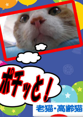 了└|力"├(ﾟ▽ﾟ*)♪