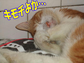 ヾ(=^▽^=)ノ
