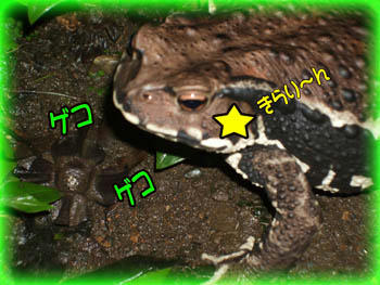 はじめまして…