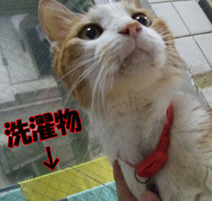 乾かないねぇ～　∑（;￣□￣Ａ ｱｾｱｾ