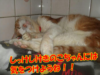 おやすみタンタン！