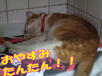 満腹の寝顔！