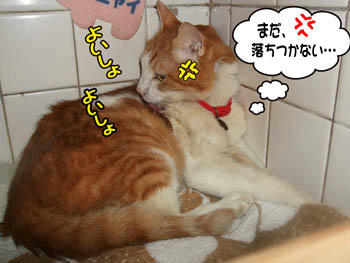 落ちつかないの？○o。.