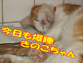 (。-ω-)zzz. . .
