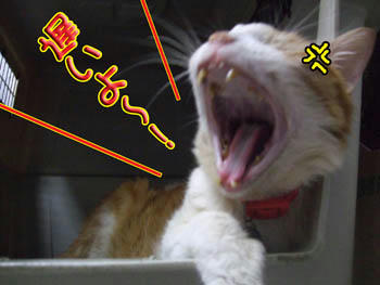 m(*T▽T*)m ｵ､ｵﾕﾙｼｦ･･･