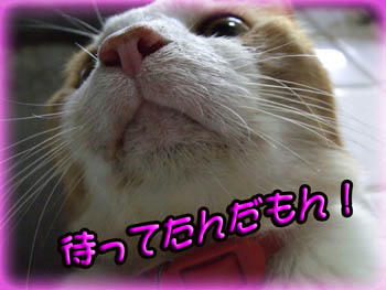 ...... ( 〃．．)ﾉ ﾊﾝｾｲ