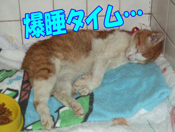 気持ちよさそうだ~~ ヽ(=´▽`=)ノ