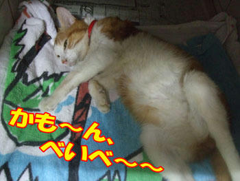 悩殺ポ~~~ズ!
