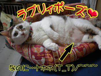もっと肥えるんかい！