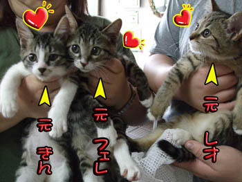 (ﾉ´▽｀)ﾉｵｵｵｵｯ♪