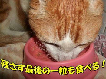 もうちょっと残ってる？