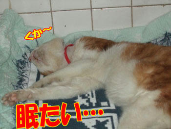 Zzzz