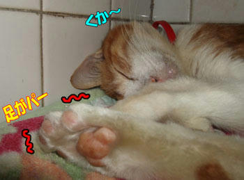(mｰ_ｰ)m.｡o○ zZZZ 