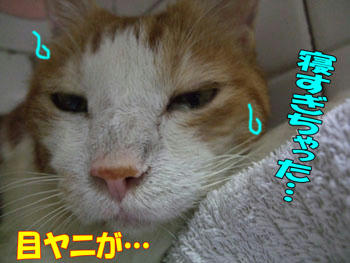 でろり～～ん