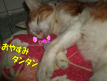 ｵﾔｽﾐ♪<(ﾟｰ^)ﾉ^*･'ﾟ