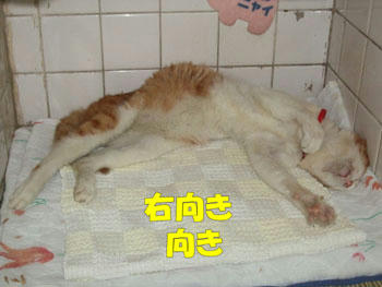 伸び～～る