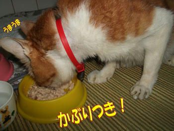 ゆっくり食べようね… ( ̄Д ̄;;