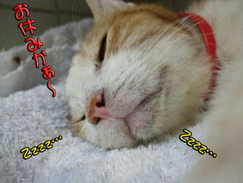 そう、お休み！