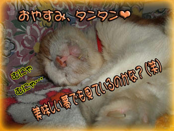 ~☆･*｡.:*･ﾟ☆ｵﾔｽﾐ♪