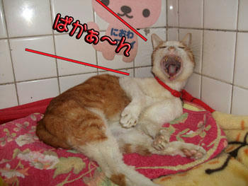 o(〃＾▽＾〃)oあははっ♪