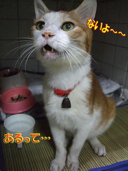 違うのが食べたいの?