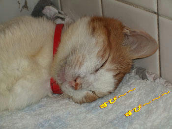 ZZzzz