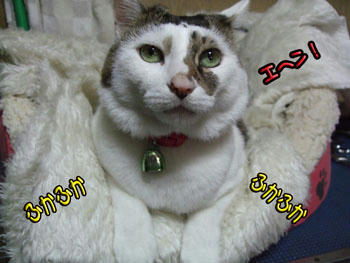 ヾ(▼ﾍ▼；)ｵｲｺﾗ!